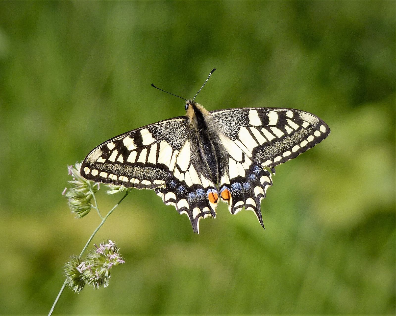 A swallowtail butterfly, the Norfolk Broads speciality