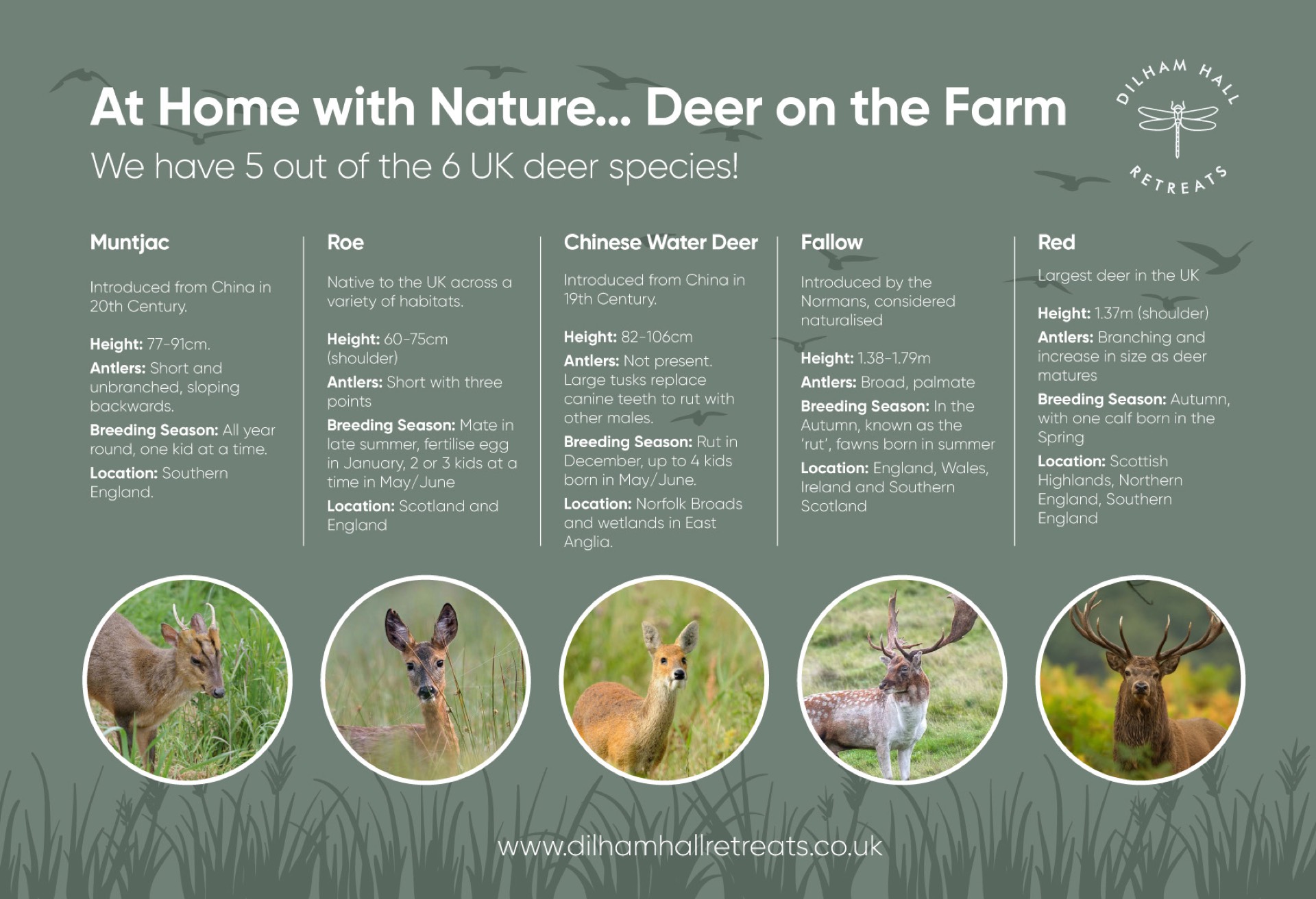 Deer on the farm