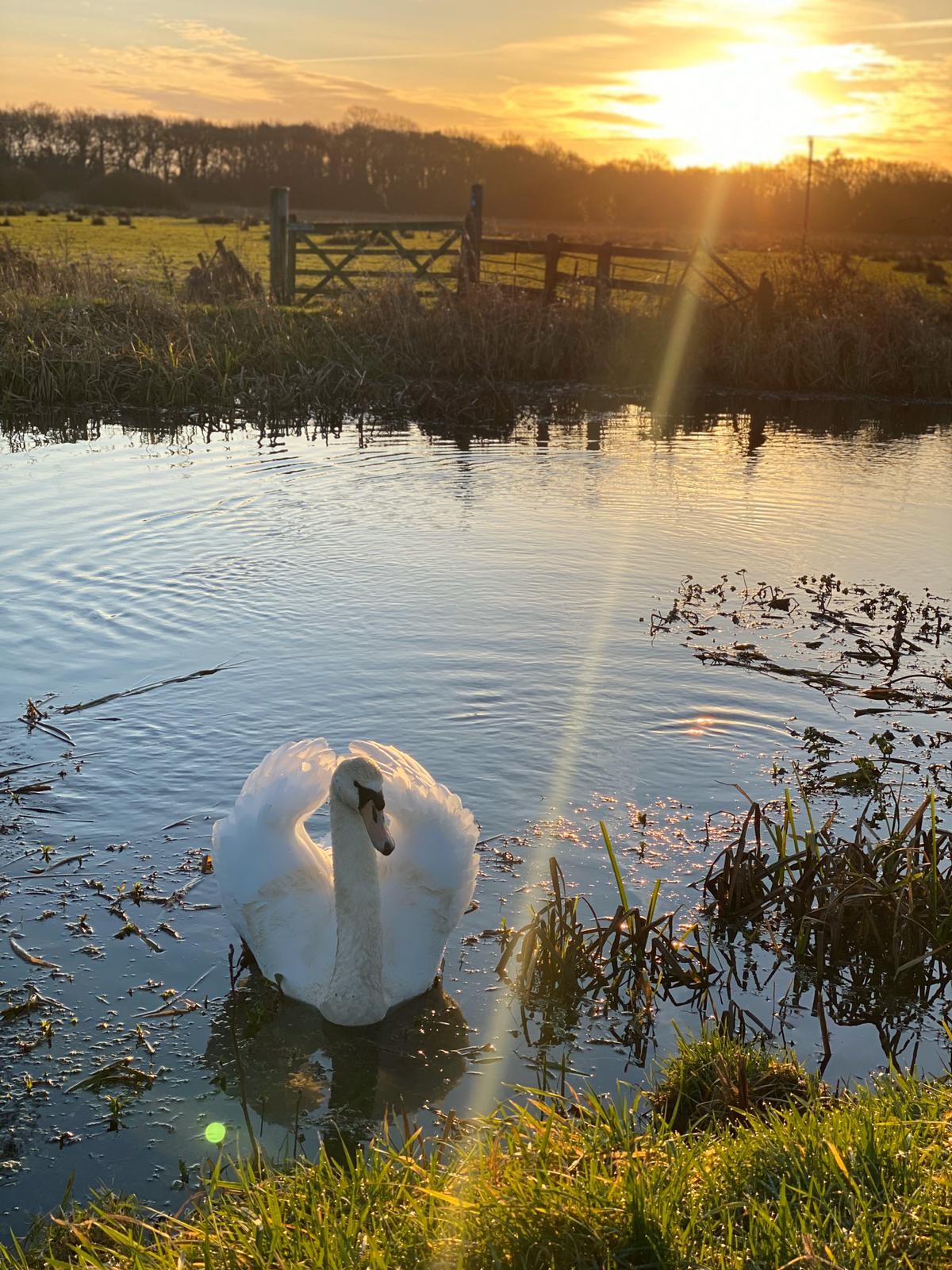 Dilham Hall Retreats swan  dilham hall canoe hire canadian canoe kayak private canal norfolk broads broad fen dilham hall retreats  couples norfolk broads dilham hall retreats luxury canoe hire nature 