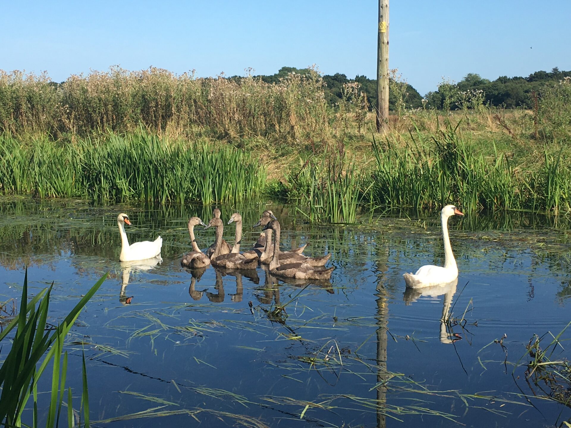 Dilham Hall Retreats swans on the private canal running through dilham hall retreats  couples norfolk broads dilham hall retreats luxury canoe hire nature 